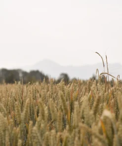 Alternative view of Agrosumidero de Pajares de Oteros I (Palencia)