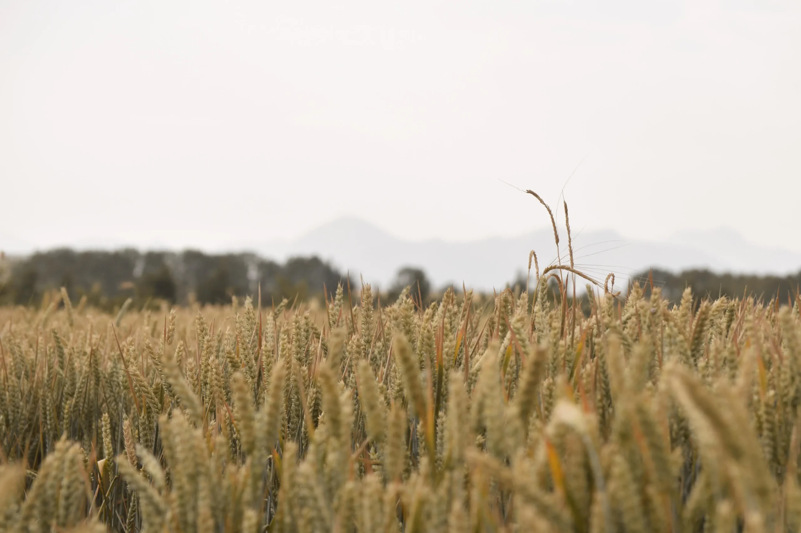 Agrosumidero de Villamontán de la Valduerna I (Palencia)