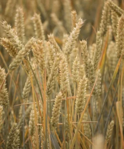 Alternative view of Agrosumidero de Montealegre de Campos I (Palencia)