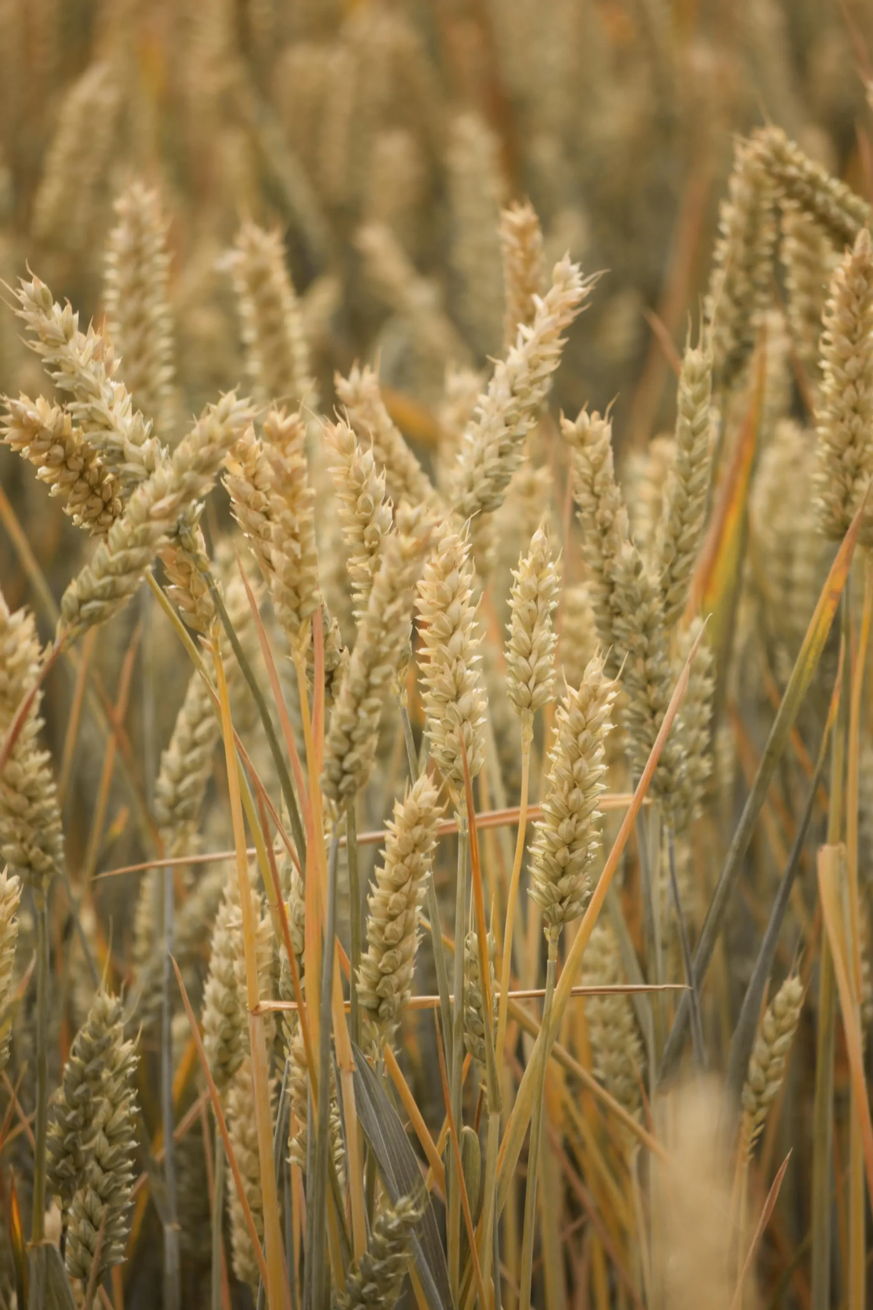 Agrosumidero de Villamontán de la Valduerna I (Palencia) - Imagen 3
