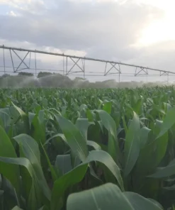 Agrosumidero de Bárcena de Campos I (Palencia)