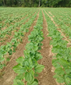 Agrosumidero de Villameriel I (Palencia)