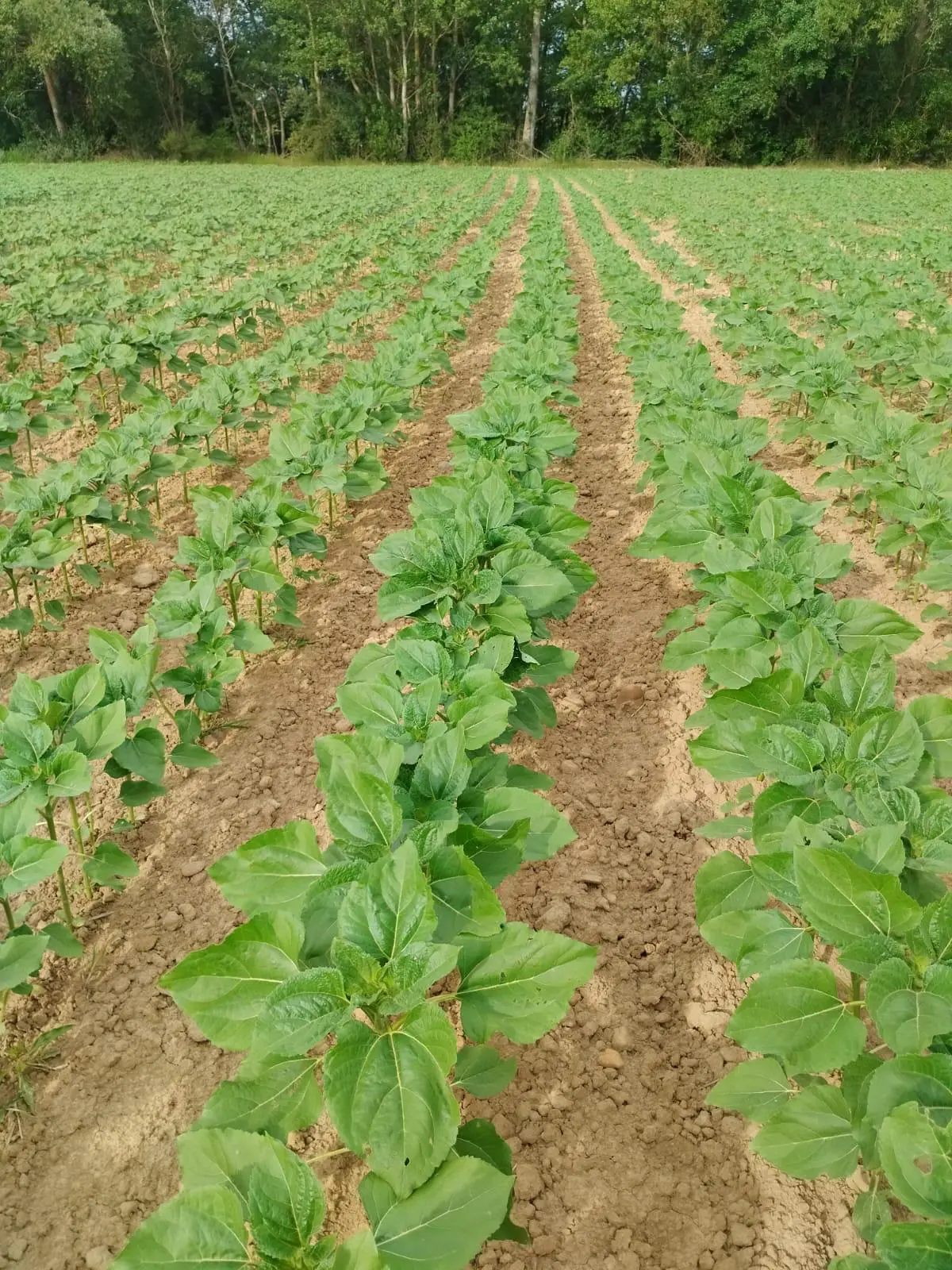 Agrosumidero de Villameriel I (Palencia)