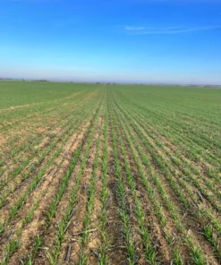 Alternative view of Agrosumidero de Villameriel I (Palencia)