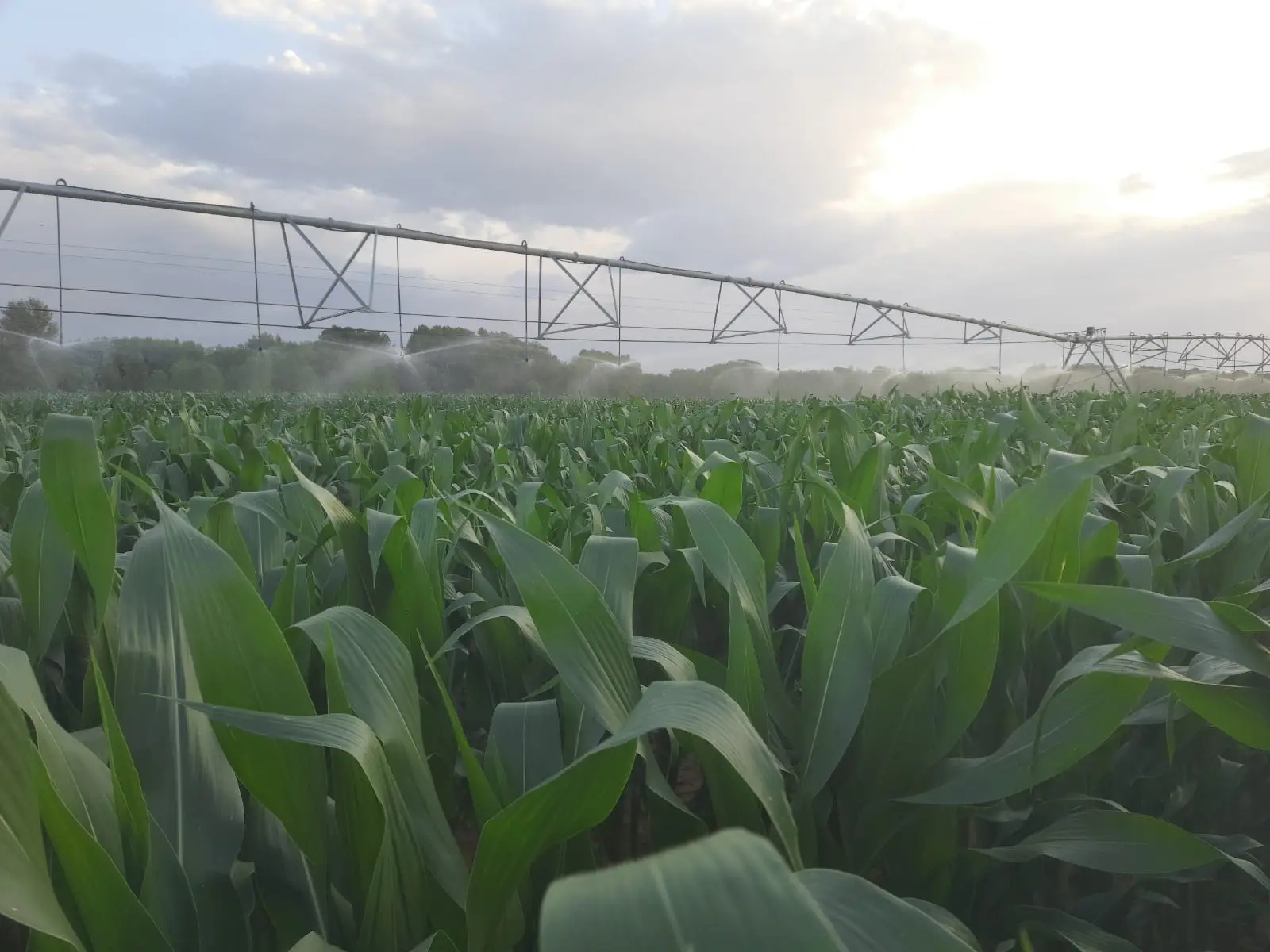 Agrosumidero de Villaherreros III (Palencia) - Imagen 3