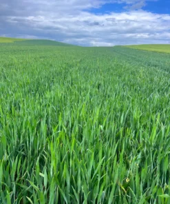Alternative view of Agrosumidero de Villaherreros III (Palencia)
