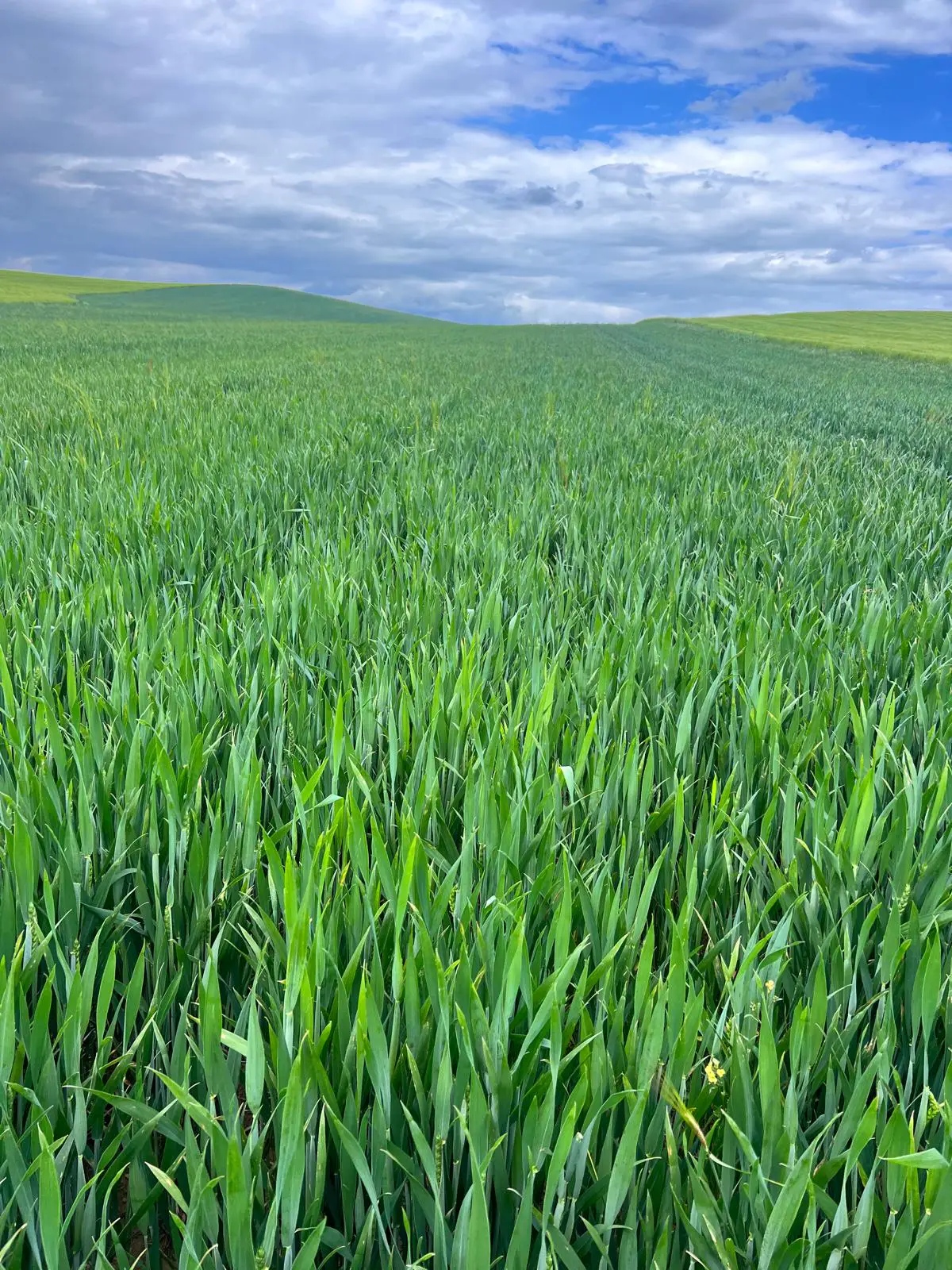 Agrosumidero de Villaherreros III (Palencia) - Imagen 2