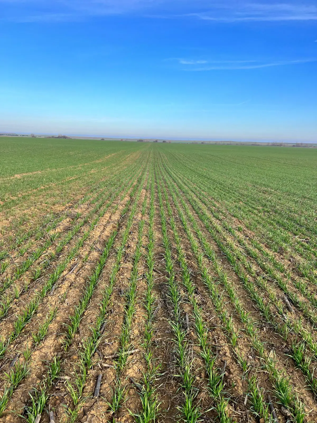 Agrosumidero de Villaherreros III (Palencia) - Imagen 4