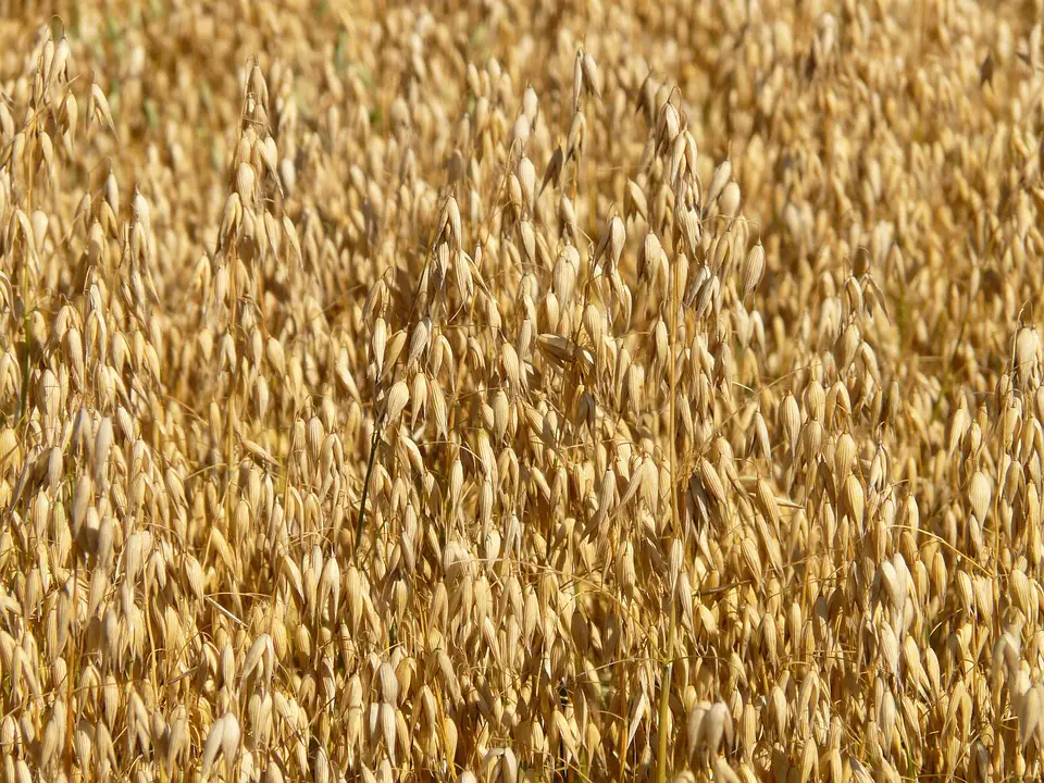 Agrosumidero de Castrillo de Villavega I (Palencia) - Imagen 2