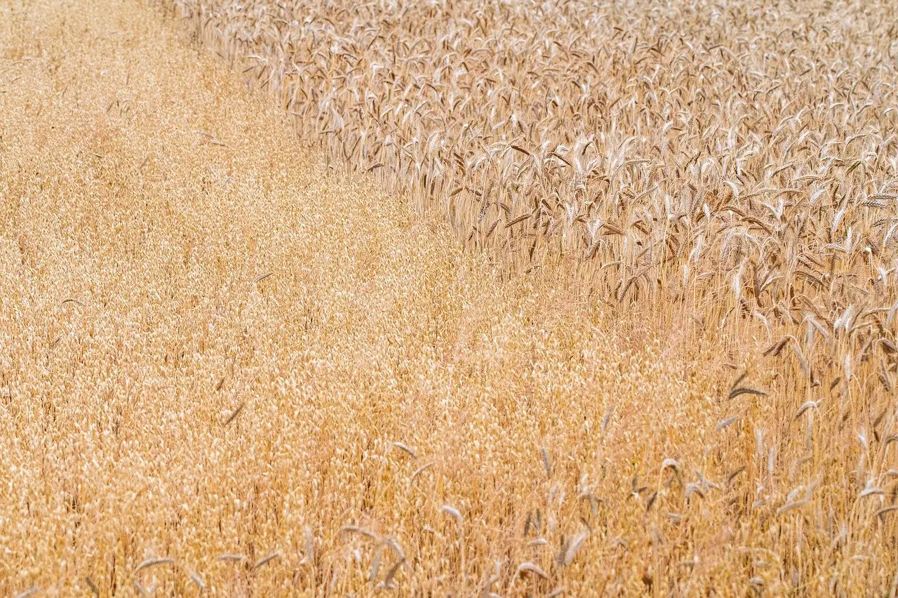 Agrosumidero de Castrillo de Villavega I (Palencia) - Imagen 5