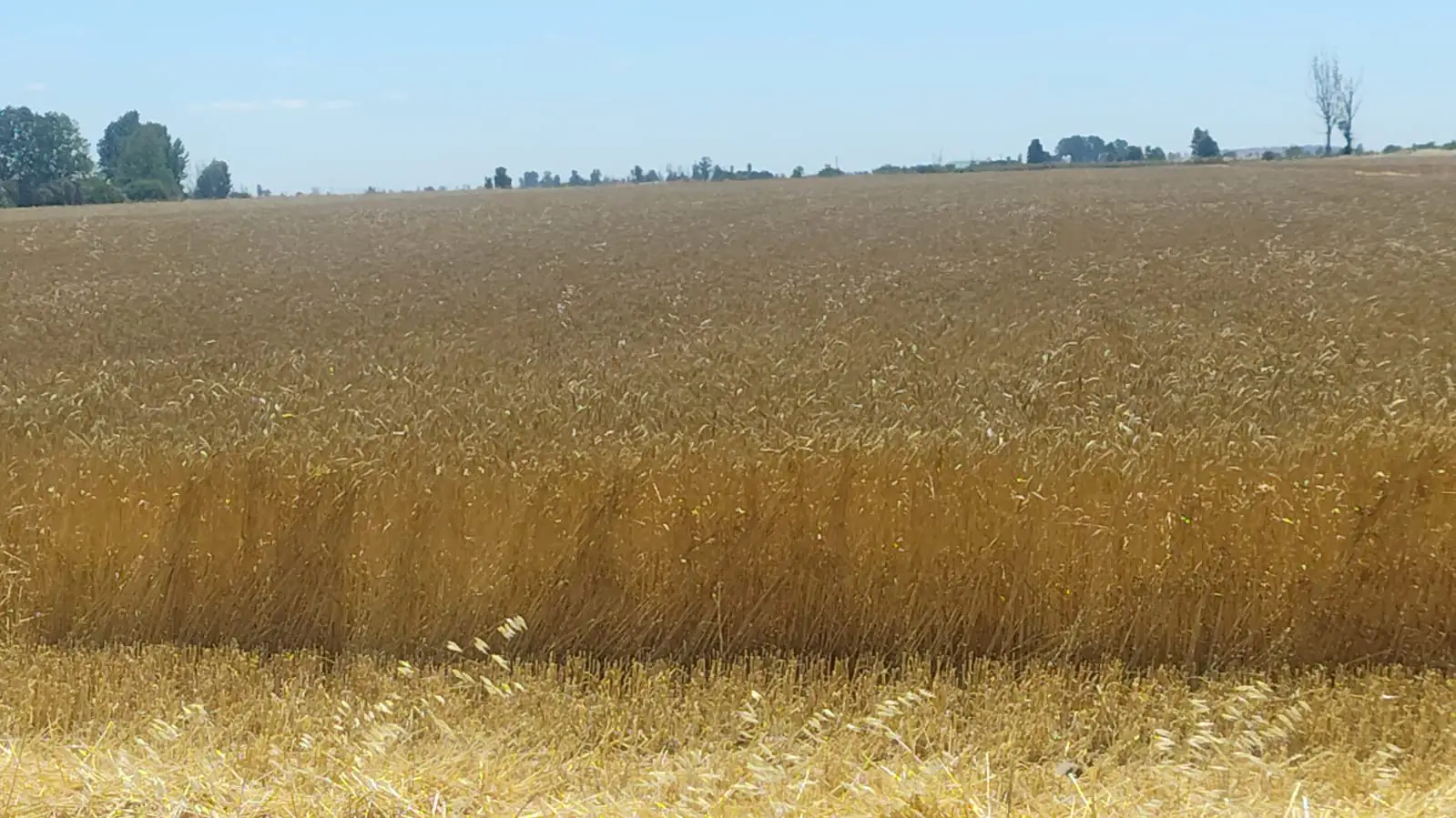 Agrosumidero de Villarabé I (Palencia)