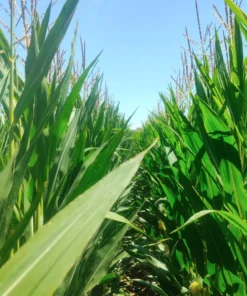 Agrosumidero de Pedrosa de la Vega I (Palencia)