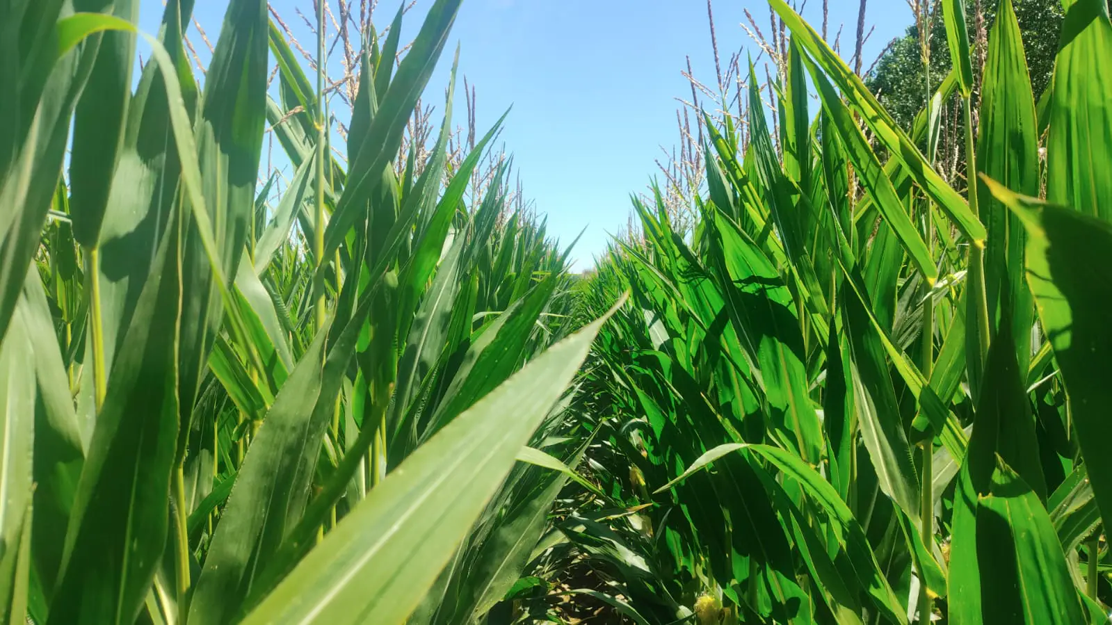 Agrosumidero de Pedrosa de la Vega I (Palencia)