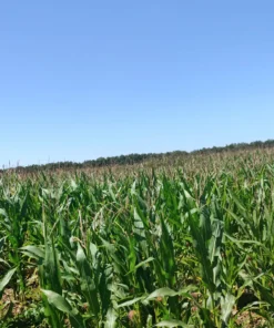 Alternative view of Agrosumidero de Villarabé I (Palencia)