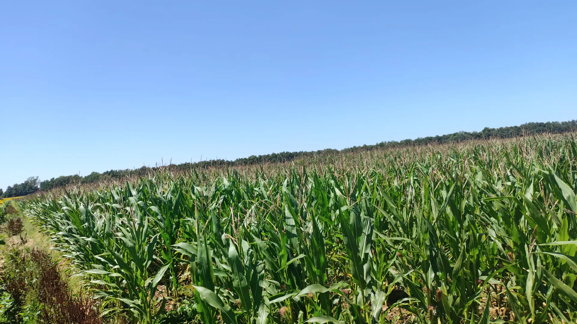Agrosumidero de Villarabé I (Palencia) - Imagen 2