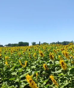 Agrosumidero de Bustillo del Páramo de Carrión I (Palencia)