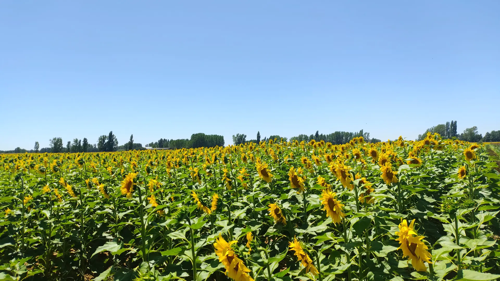 Agrosumidero de Bustillo del Páramo de Carrión I (Palencia)
