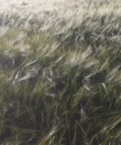 Alternative view of Agrosumidero de Espinosa de Cerrato I (Palencia)