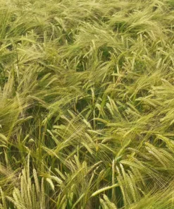 Alternative view of Agrosumidero de Palenzuela II (Palencia)