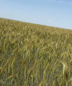 Agrosumidero de Espinosa de Cerrato I (Palencia)