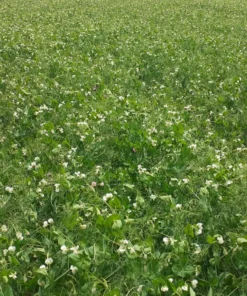 Agrosumidero de Palenzuela III (Palencia)