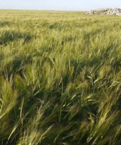 Agrosumidero de Espinosa de Cerrato II (Palencia)